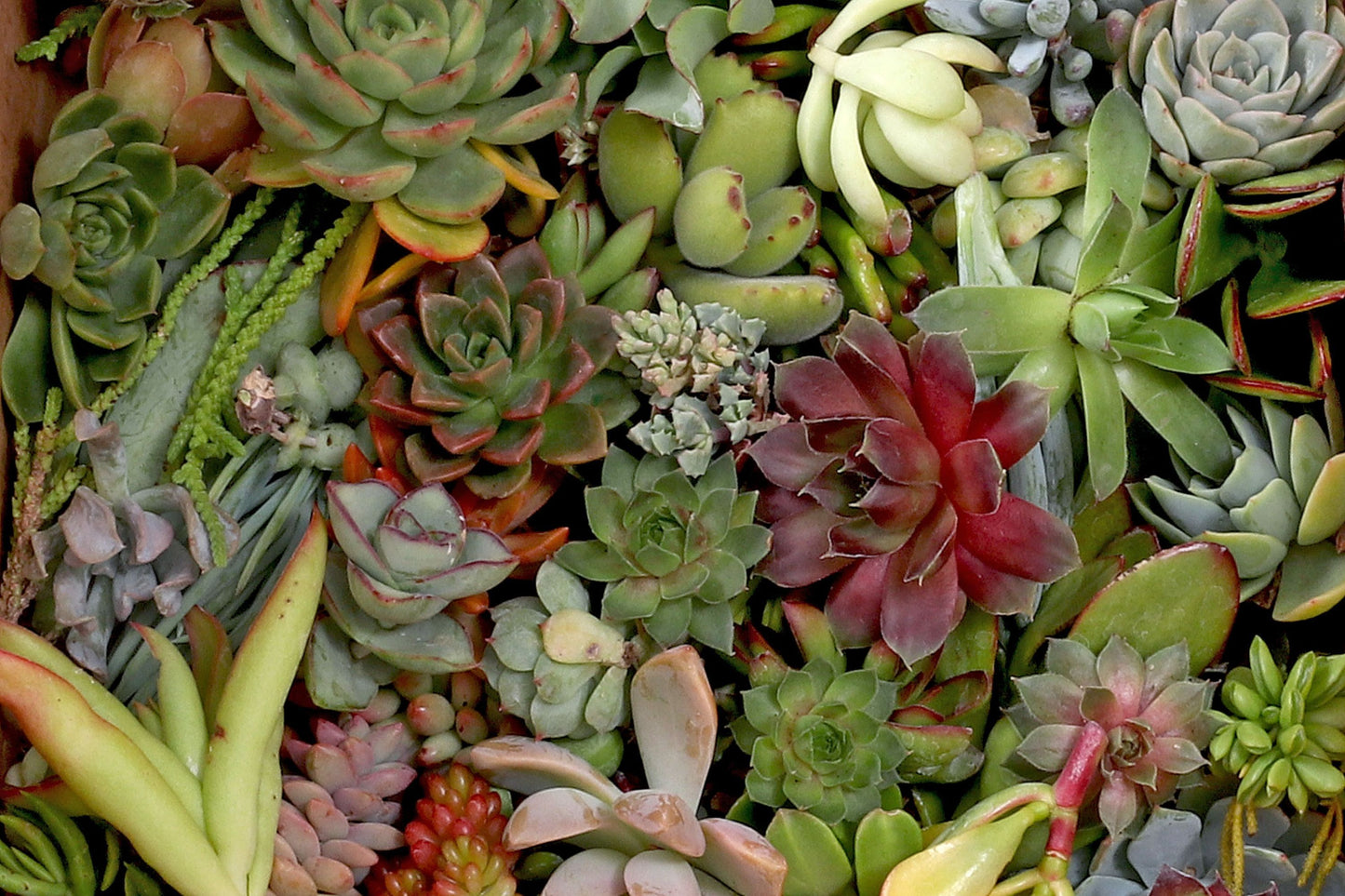 Fresh Succulent Cuttings Assortment of 6 Varieties + Bonus Gift - Graptopetalum, Crassula, Organic Ceylon Cinnamon Dipped