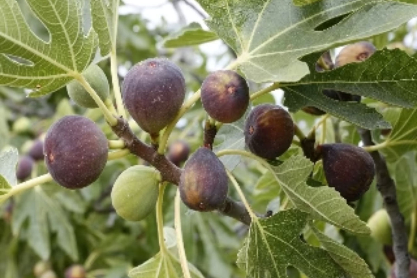 Organic Fig Tree Cuttings - Hardy Chicago - 3 Cuttings - Ficus carica - Cold Hardy, Drought-Tolerant, Sweet Figs