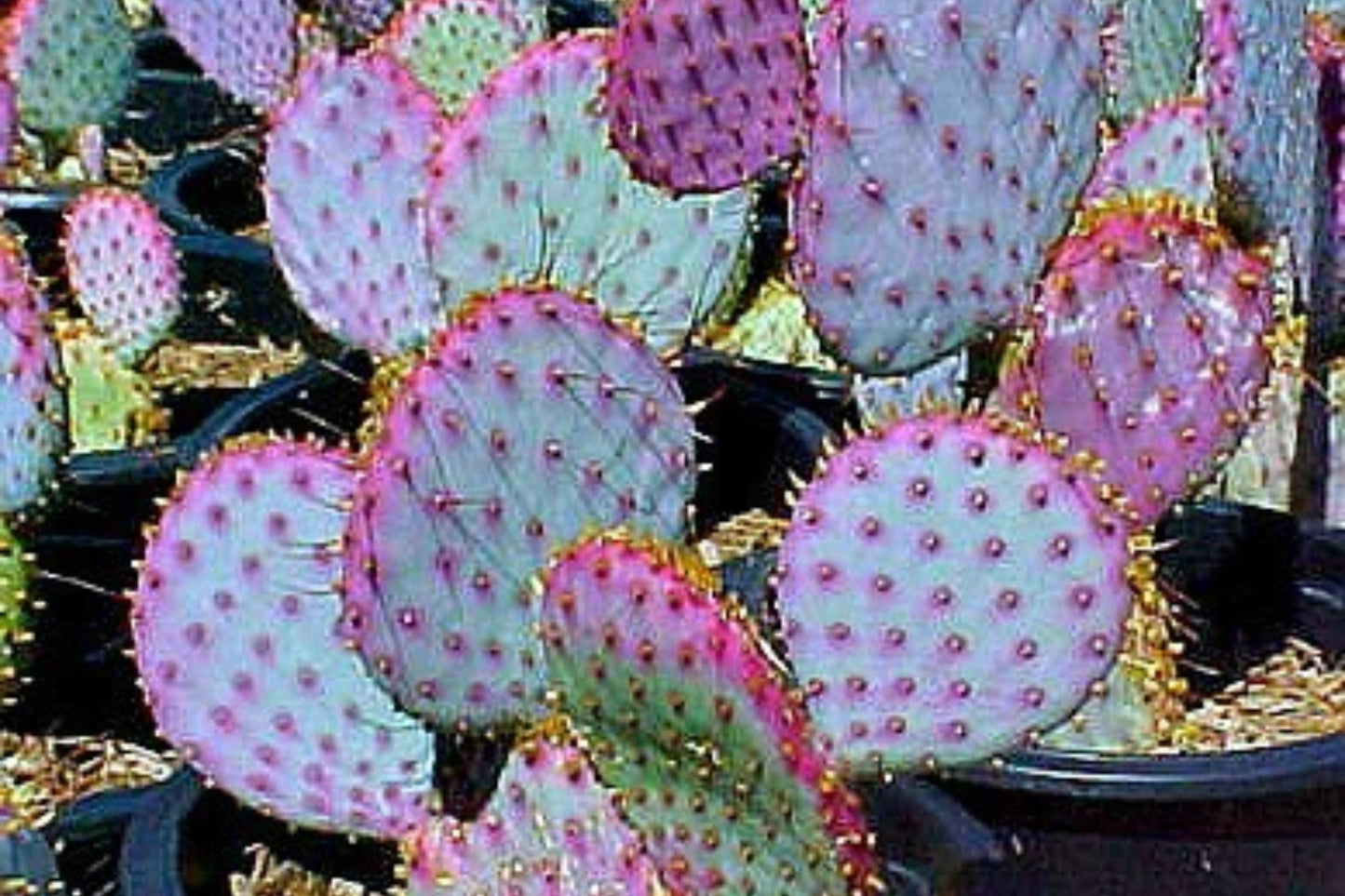 Large Cuttings of Opuntia Santa Rita Purple Prickly Pear - Cactus Cuttings for Planting, Succulent Garden Decor