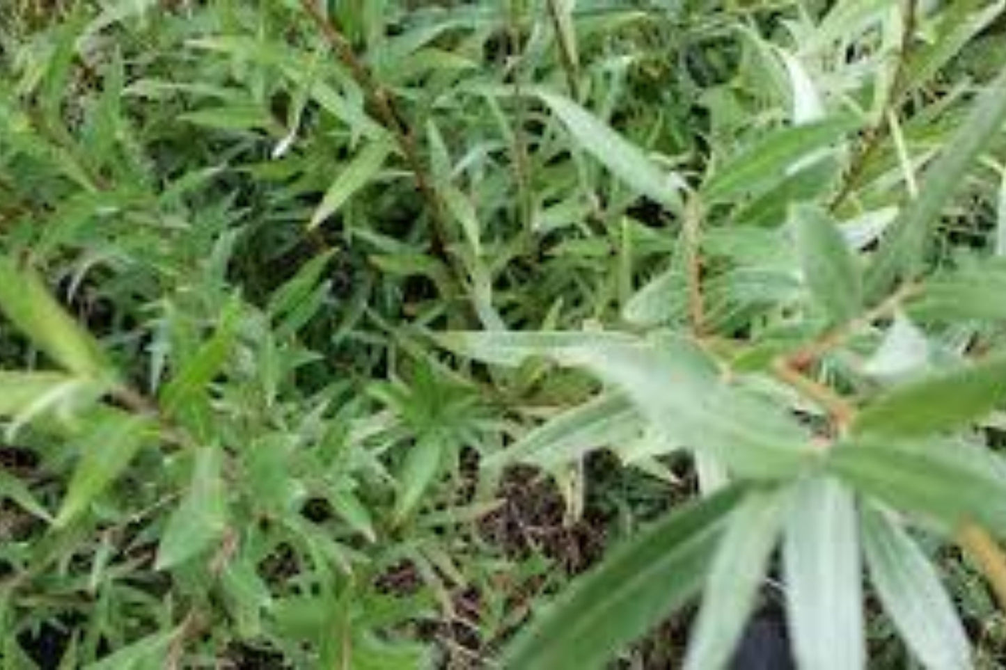150 Hybrid Willow Tree Cuttings - Fast Growing Austree (Salix × matsudana × Salix alba) - 10 Inch Unrooted Stem Cuttings for Privacy Hedge