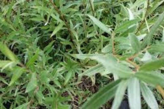 150 Hybrid Willow Tree Cuttings - Fast Growing Austree (Salix × matsudana × Salix alba) - 10 Inch Unrooted Stem Cuttings for Privacy Hedge