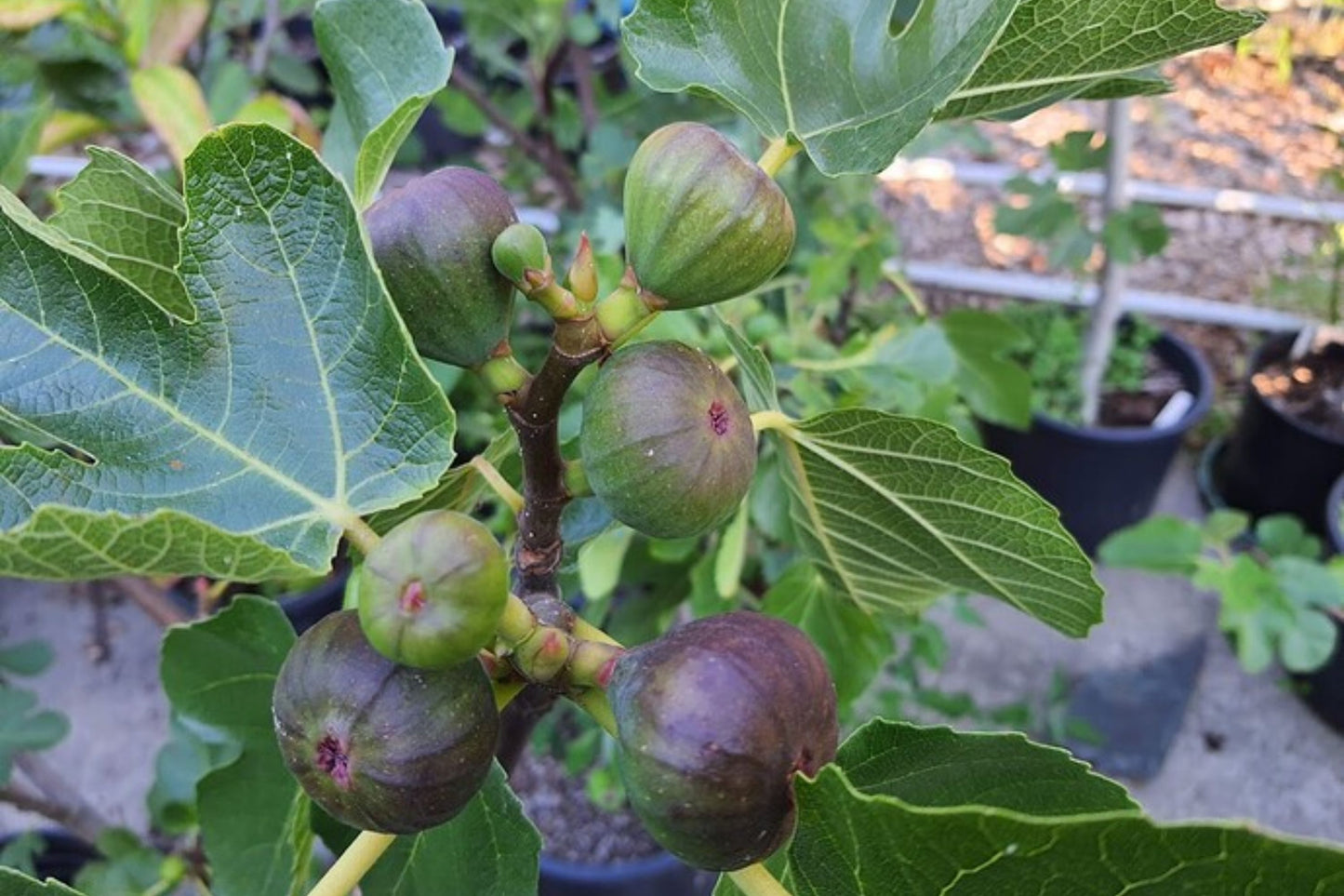 Fig Tree Cuttings 8 Inches Noire de Barbentane 5 Pieces - Healthy & Productive Ficus carica
