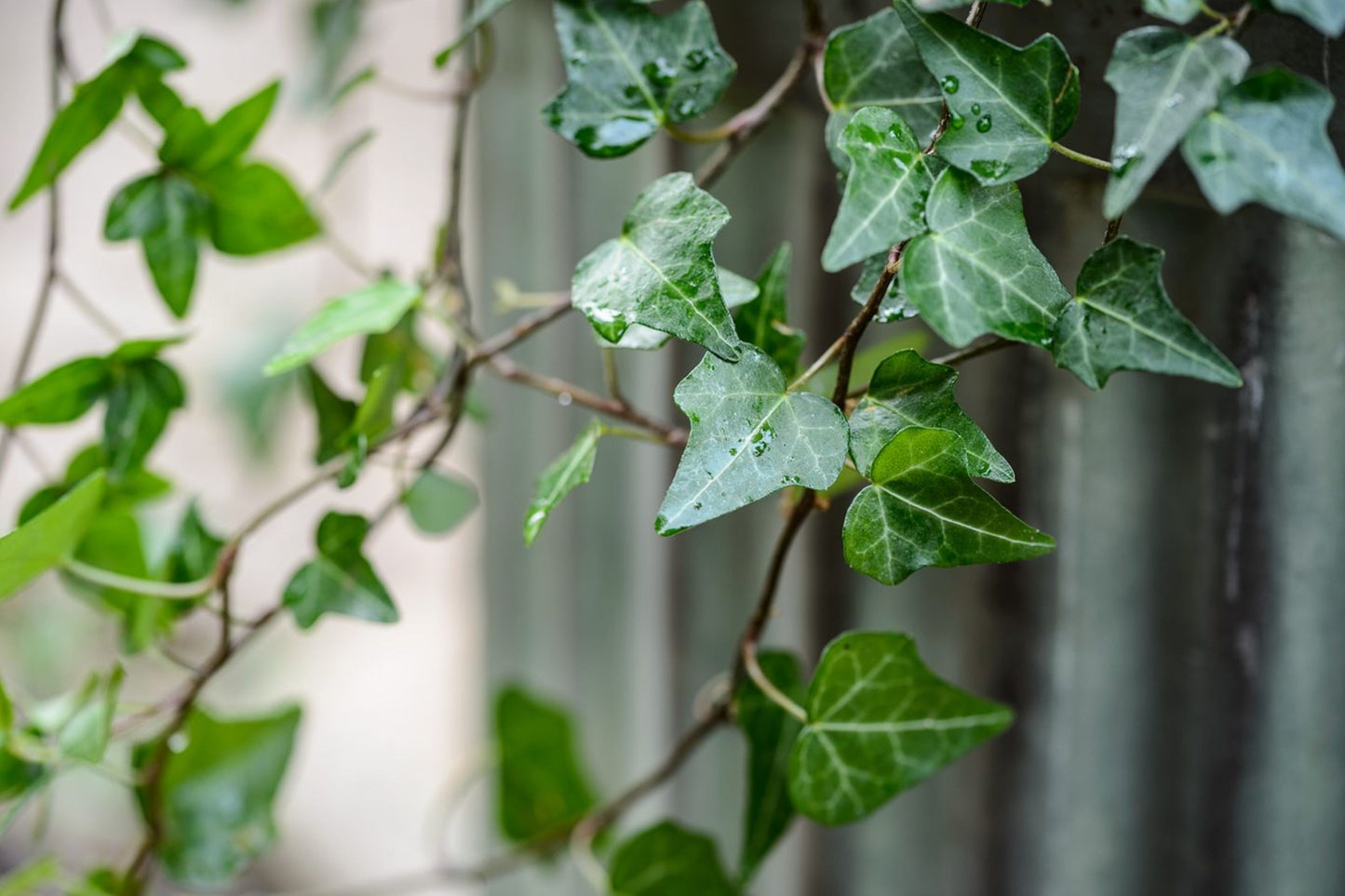 English Ivy Cuttings (10) - Hedera Helix - Organically Grown in PNW - Prolific Vining Plant for Easy Rooting