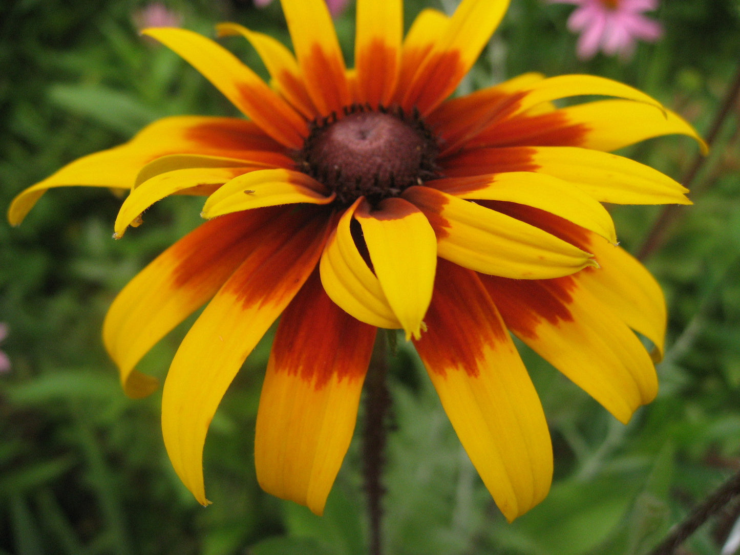 Gloriosa Daisy Rudbeckia hirta "Gloriosa" 100 mg (approx 300 seeds) Seeds For Planting