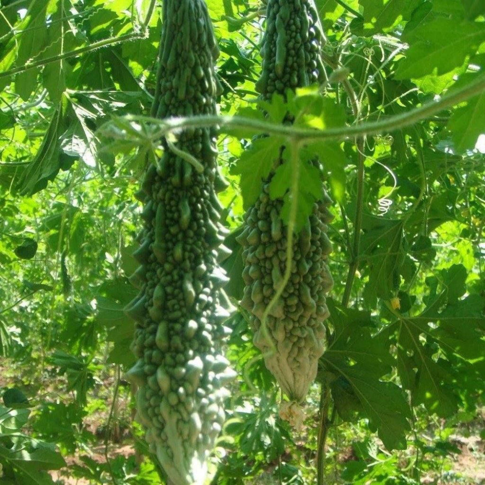 Gourd Bitter Melon Dark Jade, Hybrid