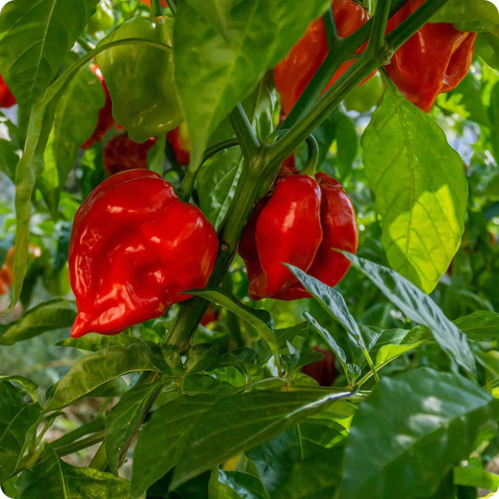 Habanero Caribbean Red Hot Pepper