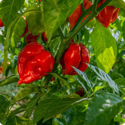 Habanero Caribbean Red Hot Pepper