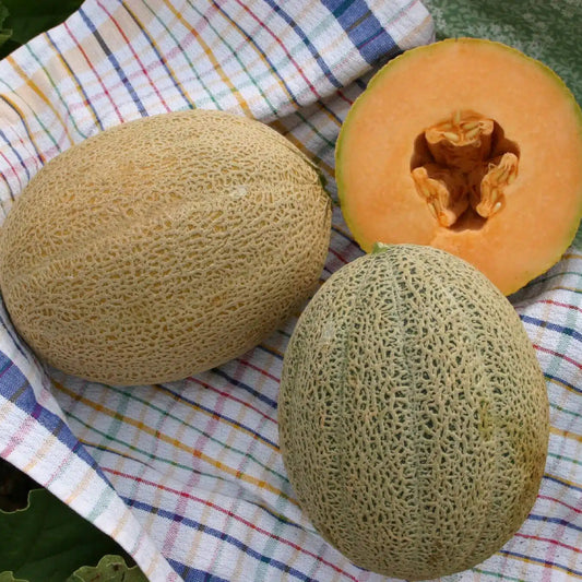 Hales Best Jumbo Melon