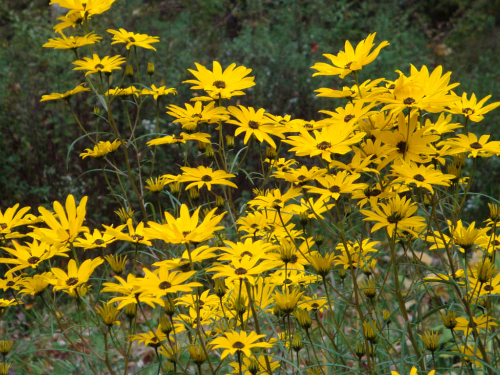 Helianthus Angustifolius (swamp Sunflower)  1 gram Seeds For Planting