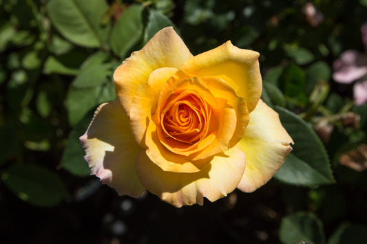 3pcs Gold Medal Rose Bush Live Starter Plants in 2 Inch Pots