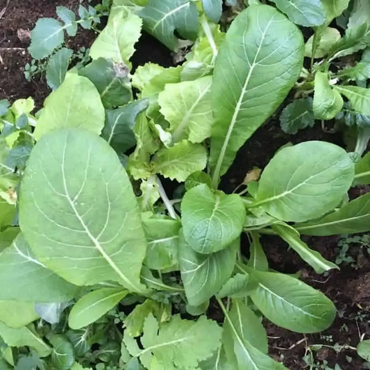 Mustard Green Spinach Komatsuna Tendergreen 300 Seeds For Planting