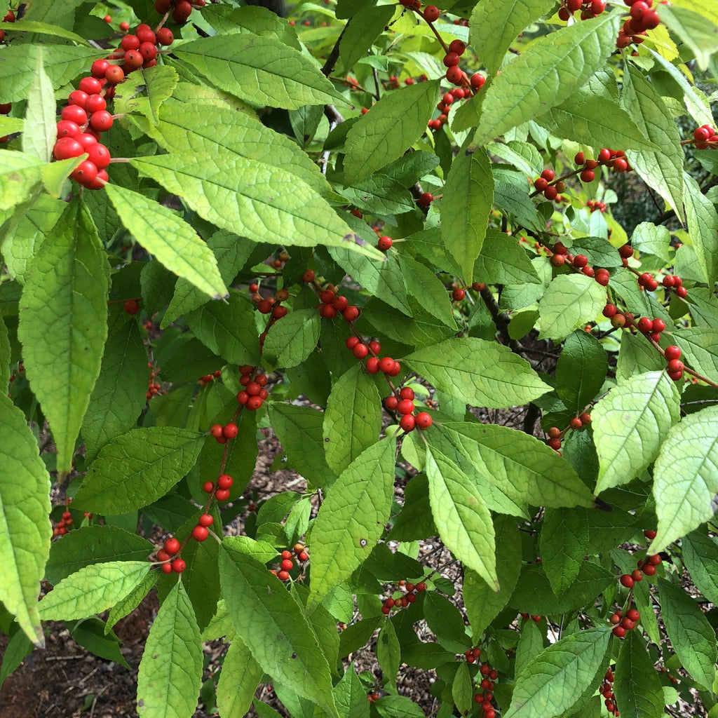 Ilex verticillata 250 mg (approx 40 SEEDS) Seeds For Planting