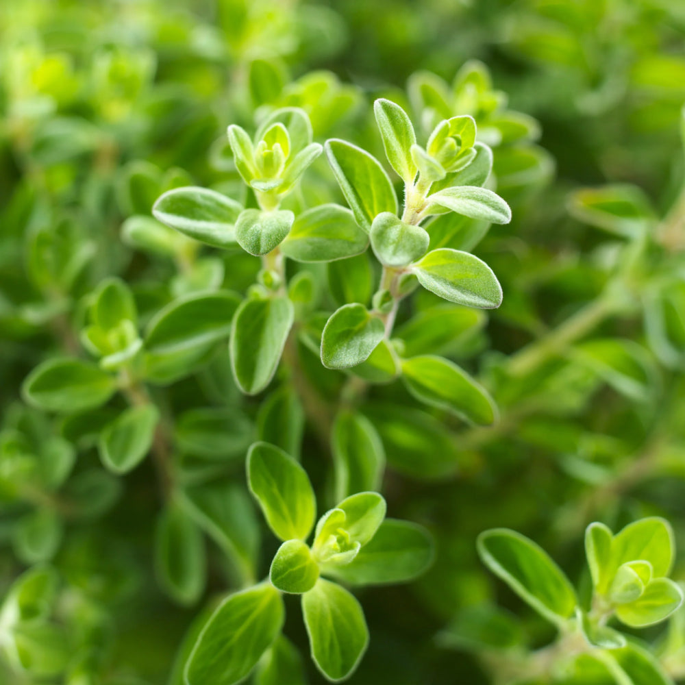 Italian Oregano