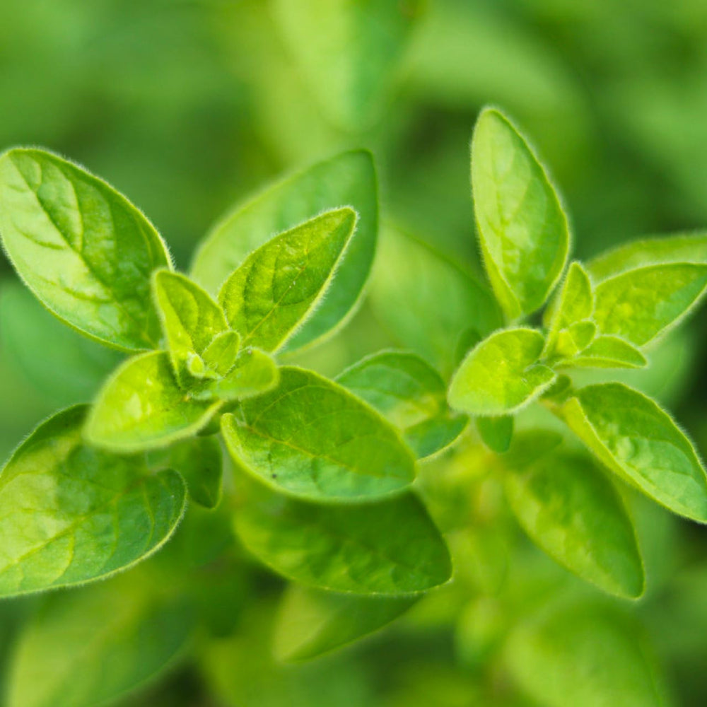 Italian Oregano