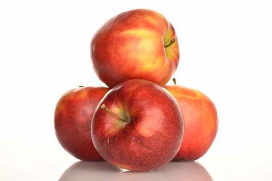 10 Unrooted Cuttings JONATHAN Apple Fruit Tree Scion / Cutting / Rooting / Grafting 10-12 INCHES