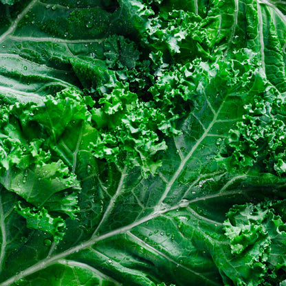 Kale Dwarf Siberian Improved