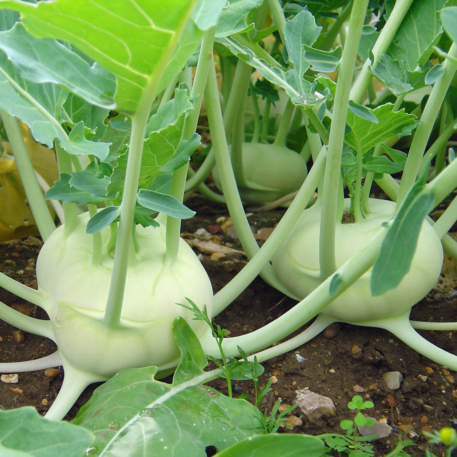 White Vienna Kohlrabi 150 Seeds For Planting