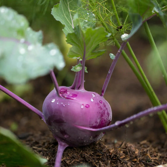 Kohlrabi Purple Vienna