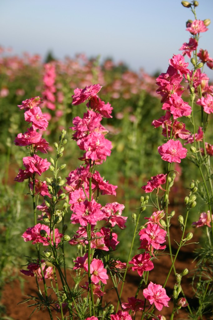 Delphinium ajacis Larkspur Rocket Carmine 100mg Seeds For Planting