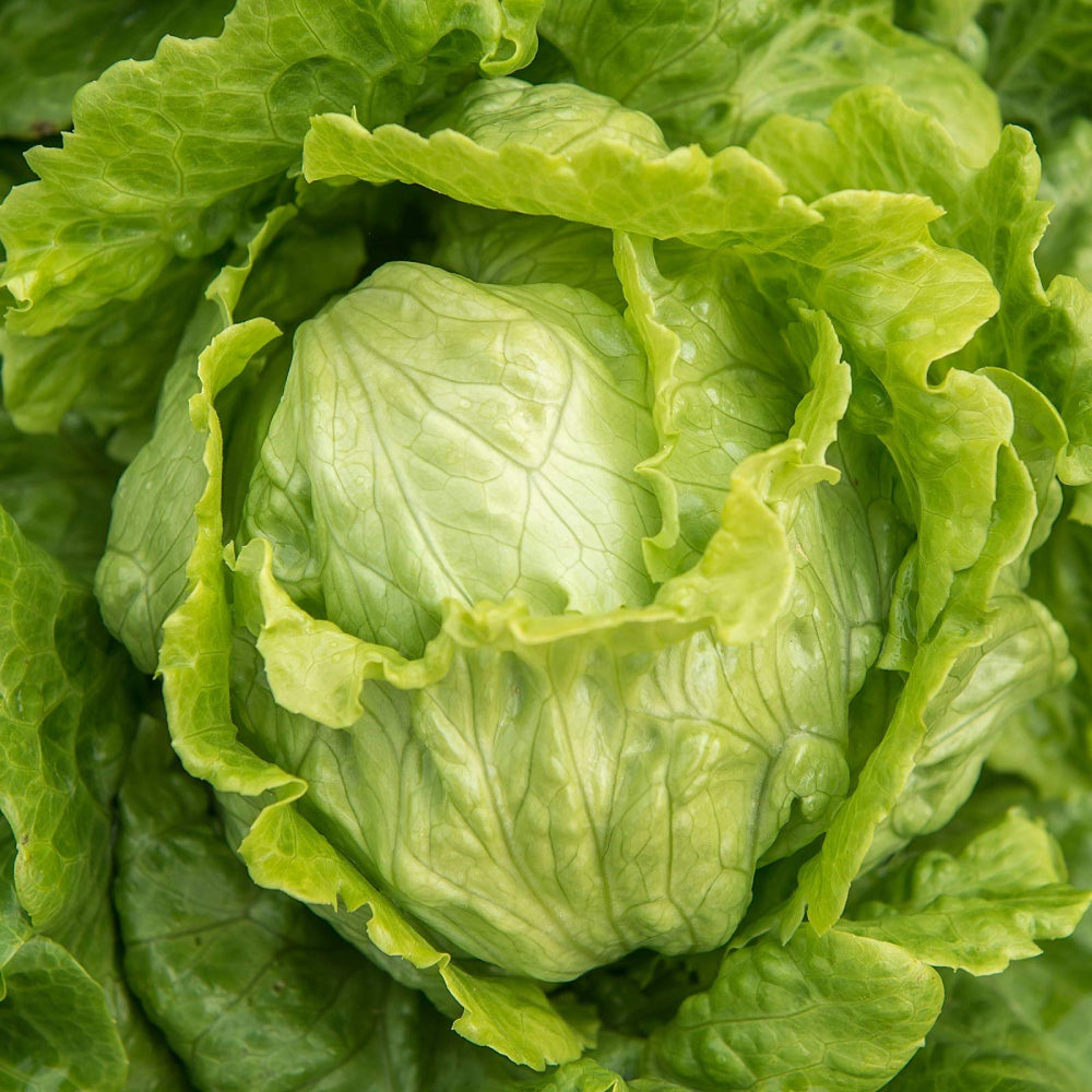 Lettuce Heading Iceberg