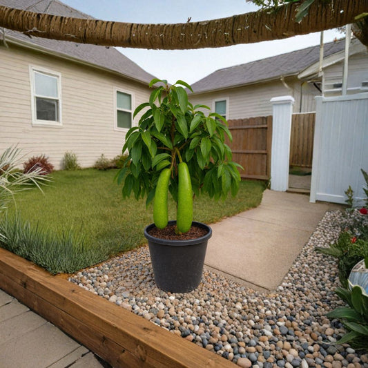 Long Neck Avocado Tree – Persea americana Live Tropical Fruit Tree | Premium Variety  Elegant Growth Habit | Fast Growing | Statement Landscape Tree