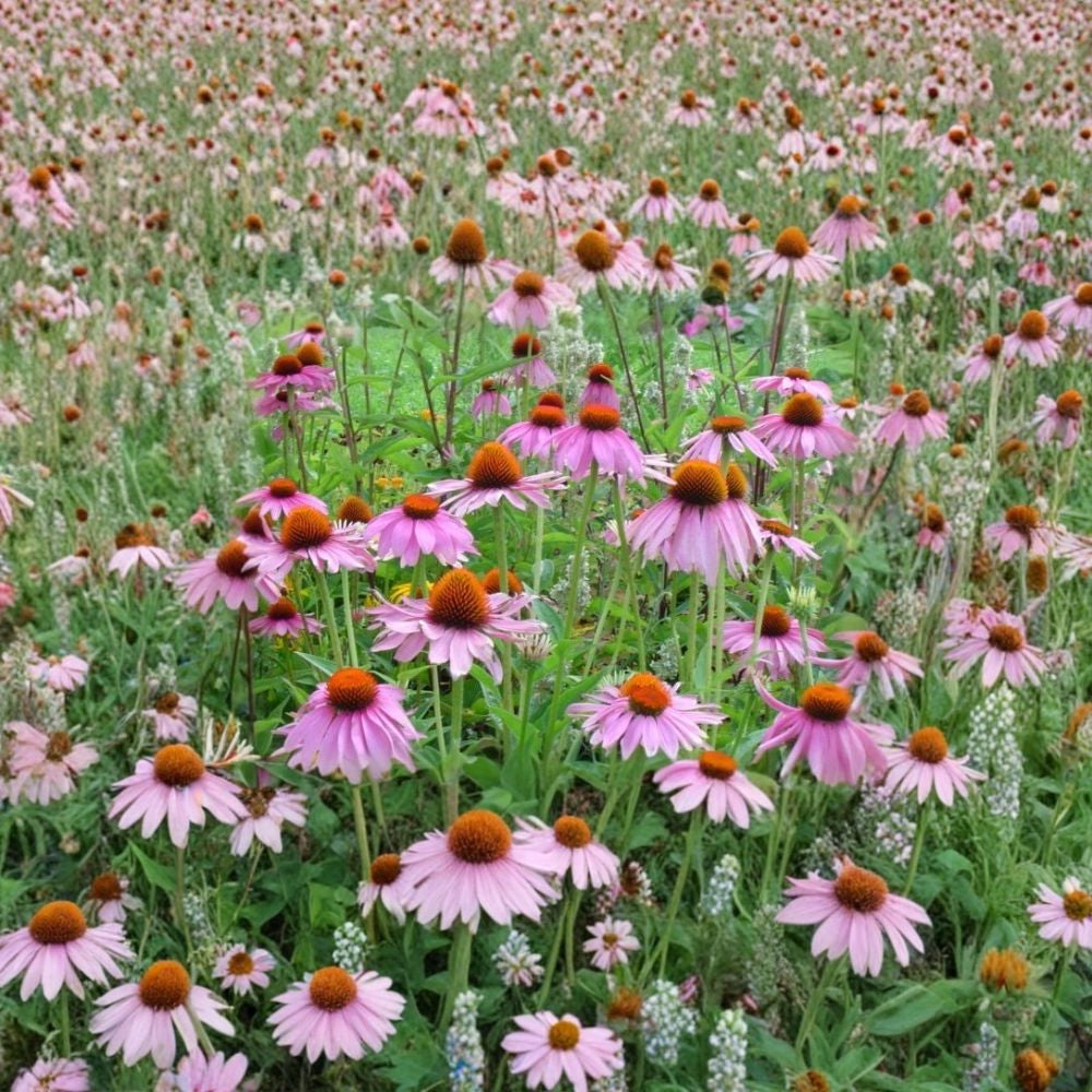 Purple Coneflower – Echinacea purpurea Perennial Seeds | 5400 Seeds | Hardy Native Wildflower | Butterfly & Pollinator Friendly | Easy to Grow