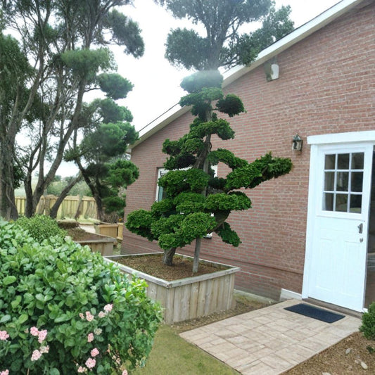 Hinoki Cypress – Chamaecyparis obtusa Tree Seeds | 50 Seeds | Hardy Evergreen Bonsai Tree | Japanese False Cypress