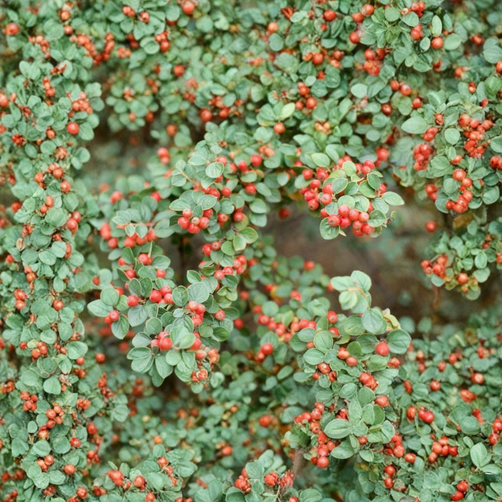 Rockspray Cotoneaster – Cotoneaster horizontalis Seeds | 20 Hardy Shrub Seeds | Red Berry Ground Cover | Bonsai & Espalier Friendly | Cold & Drought Tolerant