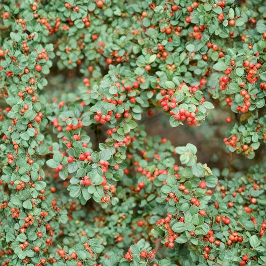 Rockspray Cotoneaster – Cotoneaster horizontalis Seeds | 20 Hardy Shrub Seeds | Red Berry Ground Cover | Bonsai & Espalier Friendly | Cold & Drought Tolerant