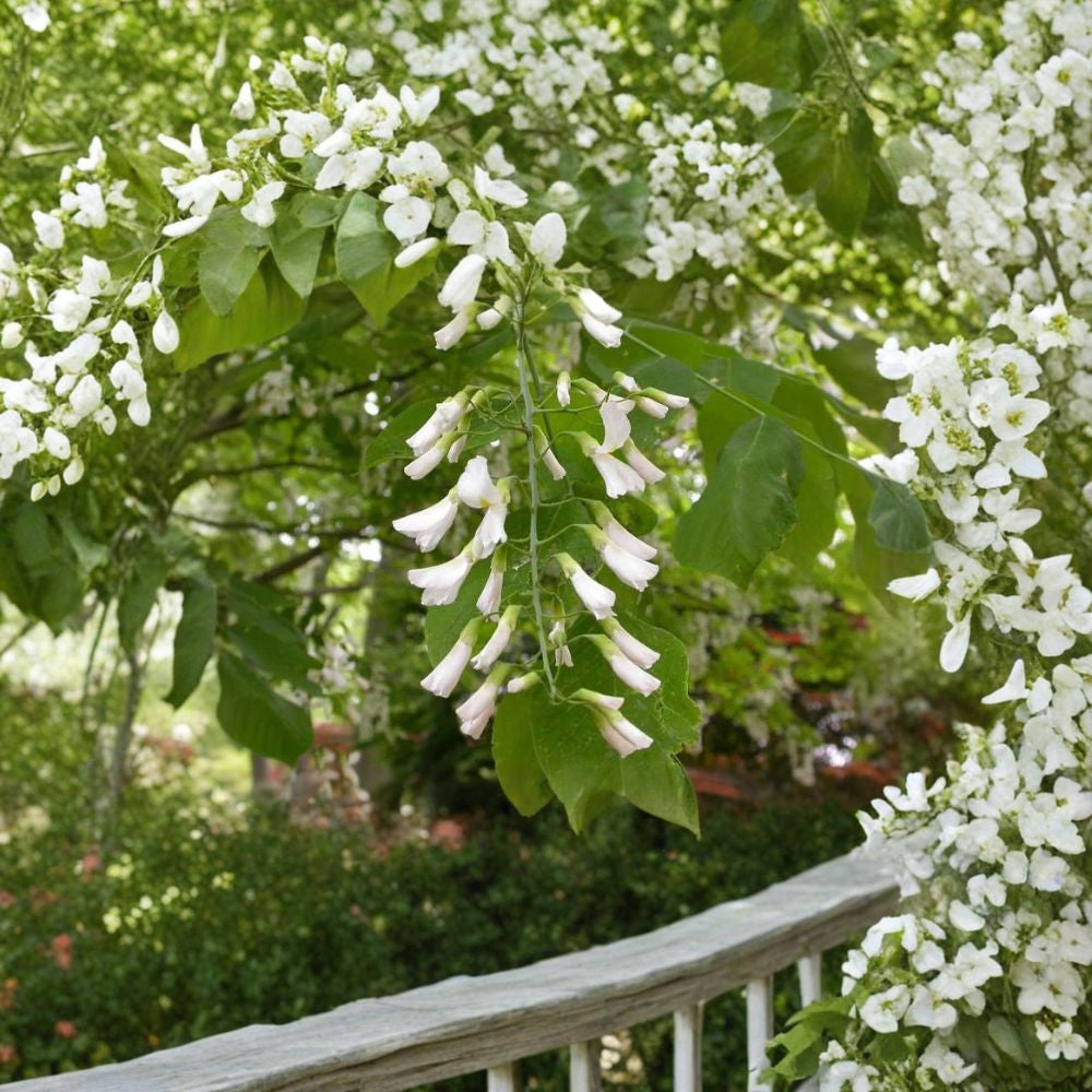 American Yellowwood Tree Seeds – Cladrastis kentukea | 480 Seeds | Fragrant White Flowers | Hardy Native Shade Tree | Showy Fall Color Wholesale
