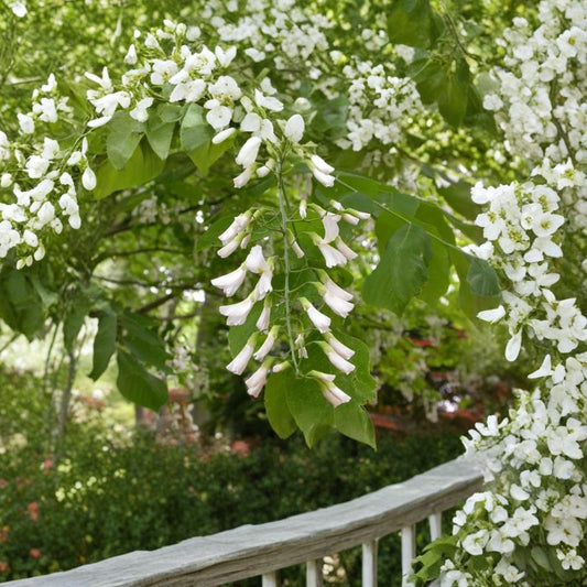 American Yellowwood Tree Seeds – Cladrastis kentukea | 480 Seeds | Fragrant White Flowers | Hardy Native Shade Tree | Showy Fall Color Wholesale