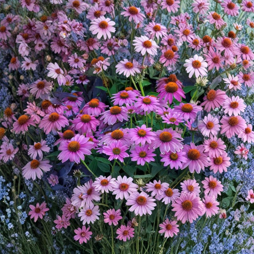 Purple Coneflower – Echinacea purpurea Perennial Seeds | 1800 Seeds | Hardy Native Wildflower | Butterfly & Pollinator Friendly | Easy to Grow