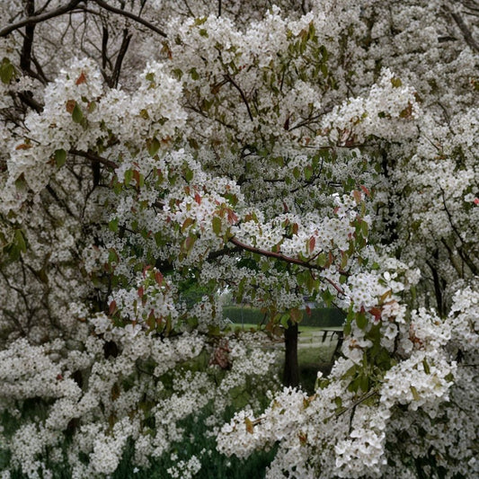 Chinese Pear (Ussurian Pear) – Pyrus ussuriensis Tree Seeds | 240 Seeds | Hardy Fast-Growing Edible Fruit Tree