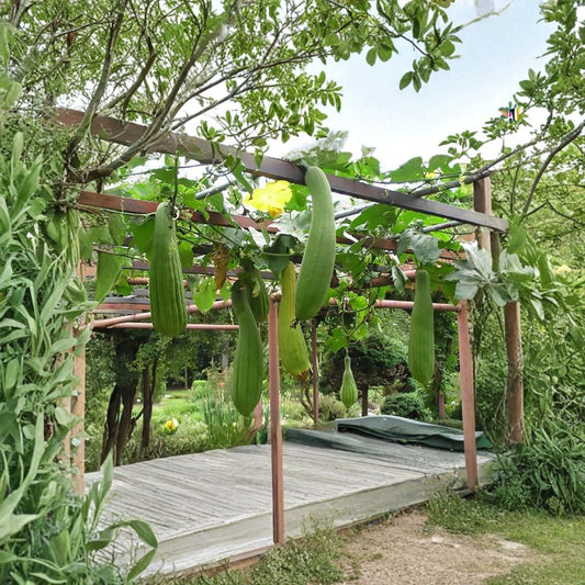 Smooth Loofah – Luffa aegyptiaca Seeds | 30 Gourd Seeds | Edible Vegetable Vine & Natural Sponge Plant | Fast Growing Climbing Vine