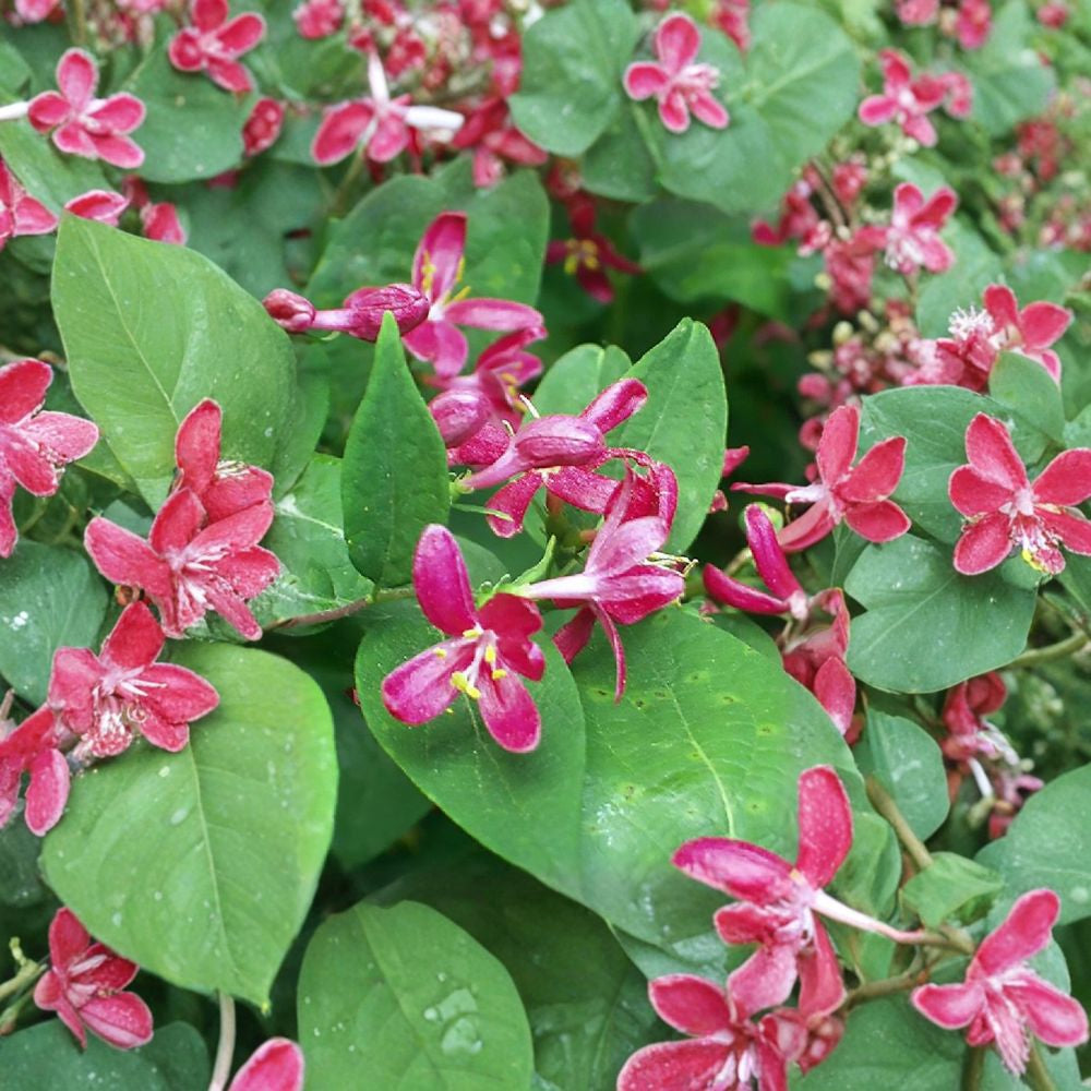 Arnold Red Tatarian Honeysuckle – Lonicera tatarica Seeds | 20 Count | Fast Growing Hardy Shrub | Bright Pink Flowers