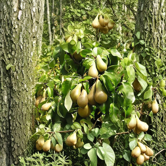 Bartlett Pear Tree Seeds – Pyrus communis | 800 Seeds | Edible Fruit Tree | Hardy Fast Growing | White Spring Blossoms Bulk Pack