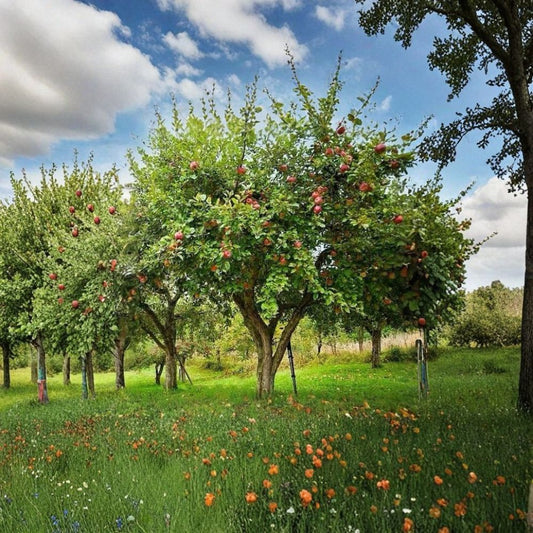 Honeycrisp Apple Tree – Malus domestica | Live Fruit Tree 1–2 ft Tall | Crisp Sweet-Tart Apples | Bare Root Ready to Plant