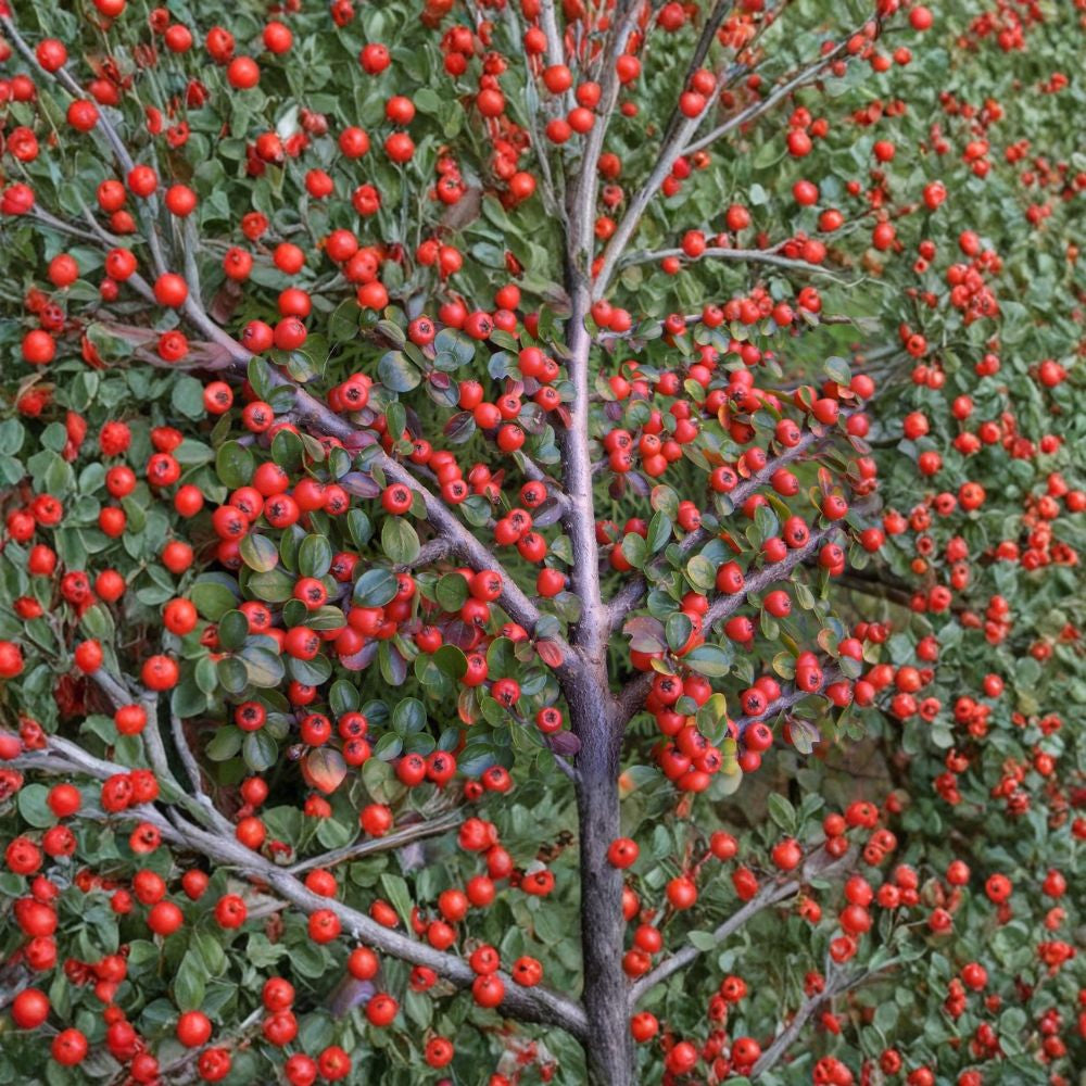 Rockspray Cotoneaster – Cotoneaster horizontalis Seeds | 60 Hardy Shrub Seeds | Red Berry Ground Cover | Bonsai & Espalier Friendly | Cold & Drought Tolerant