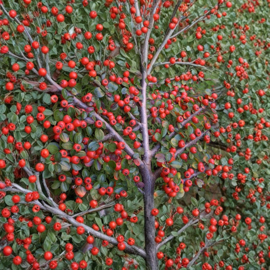 Rockspray Cotoneaster – Cotoneaster horizontalis Seeds | 60 Hardy Shrub Seeds | Red Berry Ground Cover | Bonsai & Espalier Friendly | Cold & Drought Tolerant