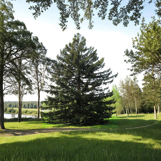 California Redwood – Sequoia sempervirens Seeds | 10 Count | Fast Growing Evergreen Tree | Coastal Redwood