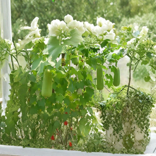 Smooth Loofah – Luffa aegyptiaca Seeds | 60 Gourd Seeds | Edible Vegetable Vine & Natural Sponge Plant | Vigorous Climbing Annual
