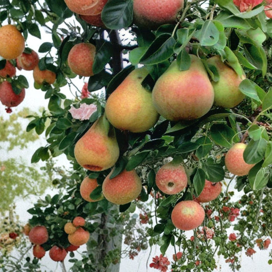 Bartlett Pear Tree Seeds – Pyrus communis | 1600 Seeds | Edible Fruit Tree | Hardy Fast Growing | White Spring Blossoms Commercial Bulk