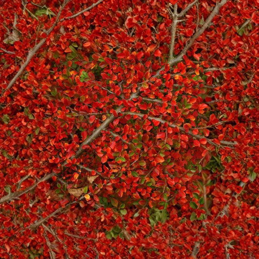 Rockspray Cotoneaster – Cotoneaster horizontalis Seeds | 120 Hardy Shrub Seeds | Red Berry Ground Cover | Bonsai & Espalier Friendly | Cold & Drought Tolerant