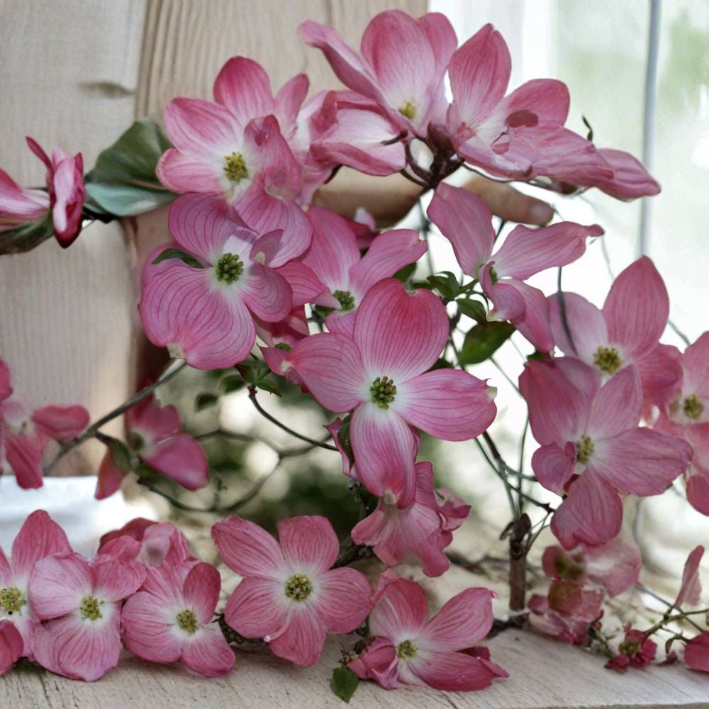 Red Flowering Dogwood – Cornus florida rubra Tree Seeds | 10 Seeds | Showy Pink Blooms | Hardy Native Ornamental | Shade Friendly
