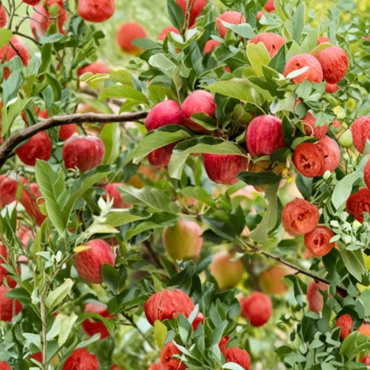 Gala Apple Tree – Malus domestica | Semi-Dwarf Live Fruit Tree 3–4 ft Tall | Sweet Crisp Apples | Bare Root Ready to Plant