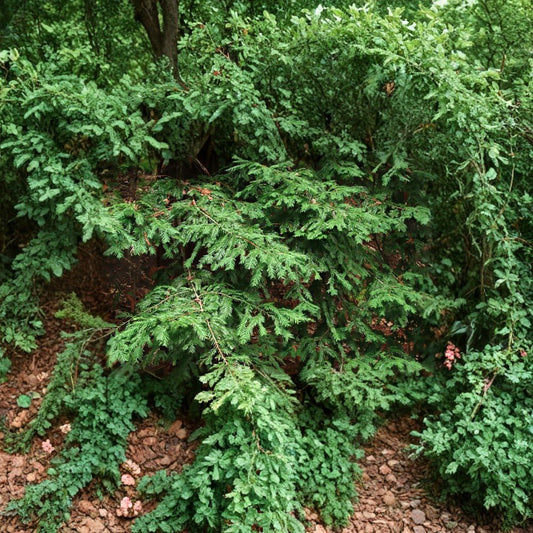 California Redwood – Sequoia sempervirens Seeds | 30 Count | Fast Growing Evergreen Tree | Coastal Redwood