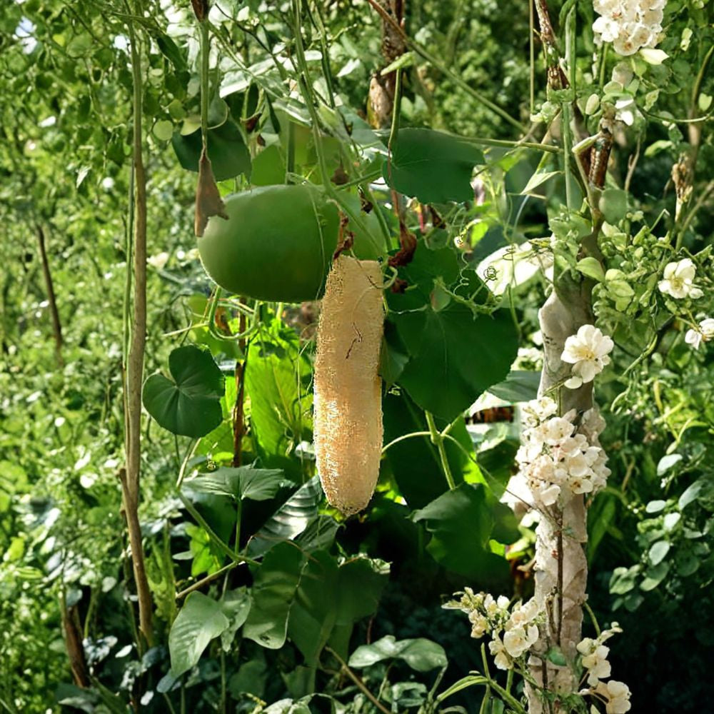 Smooth Loofah – Luffa aegyptiaca Seeds | 120 Gourd Seeds | Edible Vegetable Vine & Natural Sponge Plant | Heavy Yield Climbing Annual