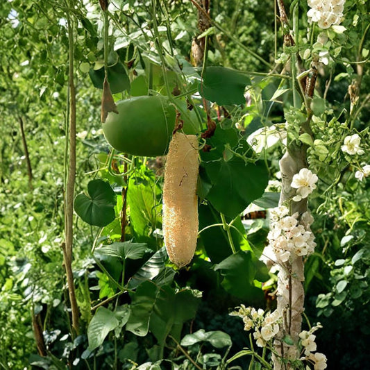 Smooth Loofah – Luffa aegyptiaca Seeds | 120 Gourd Seeds | Edible Vegetable Vine & Natural Sponge Plant | Heavy Yield Climbing Annual