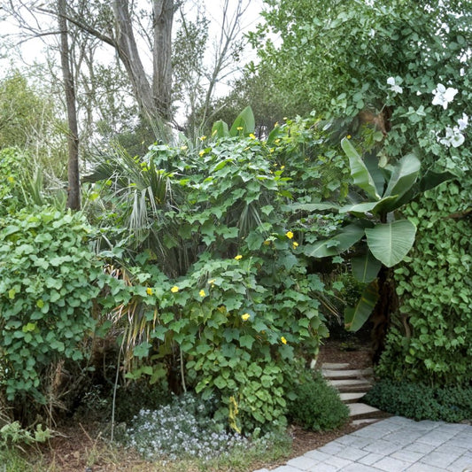 Smooth Loofah – Luffa aegyptiaca Seeds | 240 Gourd Seeds | Edible Vegetable Vine & Natural Sponge Plant | Bulk Garden Pack