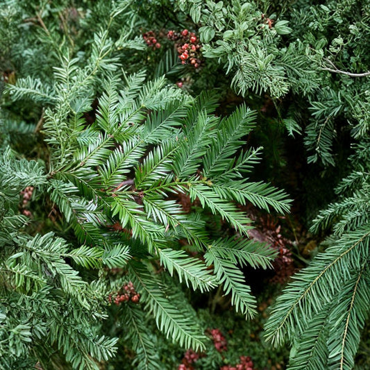 California Redwood – Sequoia sempervirens Seeds | 60 Count | Fast Growing Evergreen Conifer | Majestic Landscape Tree